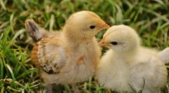 Kot hranjenje pitovnih piščancev in ne-izboklin